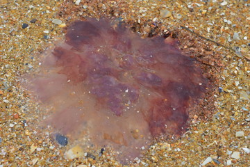 Blob of Lions mane purple jellyfish bell drying on coarse beach sand.