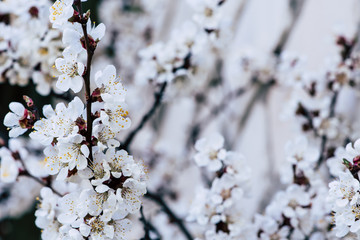 Beautiful spring flowering of apricots, natural blurred background, selective focus.