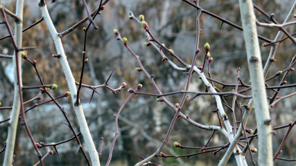 Bransjes with small buds in spring