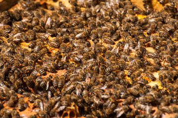Bees in hive.Apiary.Macro.Insect