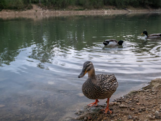 Le Canard