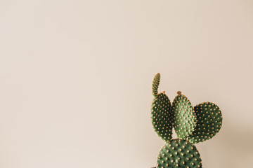 Gros plan de cactus sur fond beige. Composition florale neutre minimale.