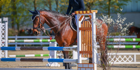 Horse in jump tournament with rider, stands behind the obstacle and should take a look at it..