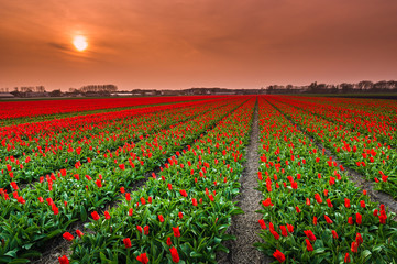 tulip field of red tulips