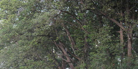 Tree branches intertwined, forming a continuous vegetative background.
