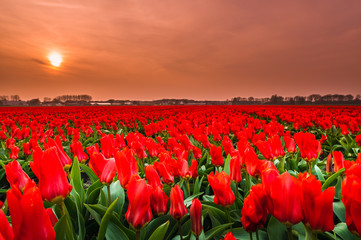 tulip field of red tulips in sunset