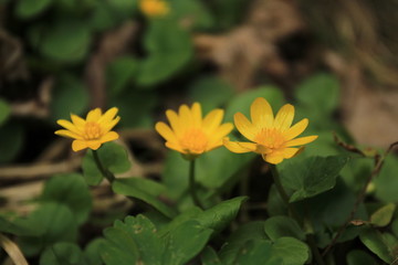 Yellow spring flowers in green leaves.