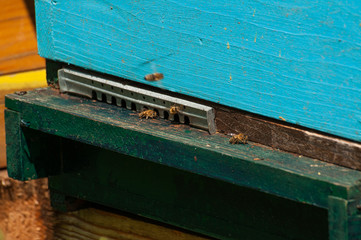Bees in hive.Apiary.Macro.Insect