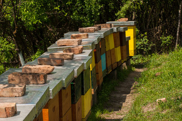 Apiary in nature.