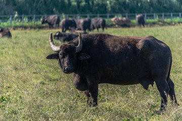 Water Buffalo in Southern Italy