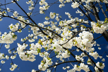 Blüte der wilden Kirsche / Kirschblüte
