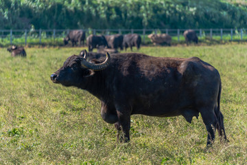 Water Buffalo in Southern Italy