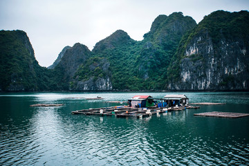 floating fish farm in ha long bay vietnam. production of fish and shellfish in the sea
