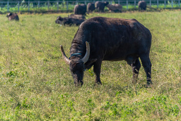 Water Buffalo in Southern Italy