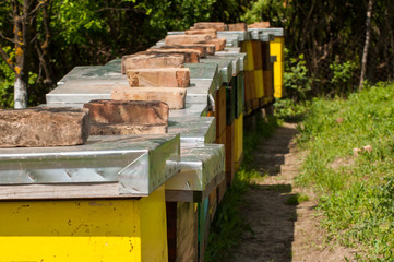 Apiary in nature.