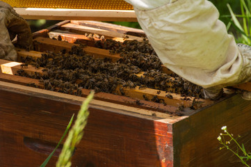 Bees in hive.Apiary.Macro.Insect