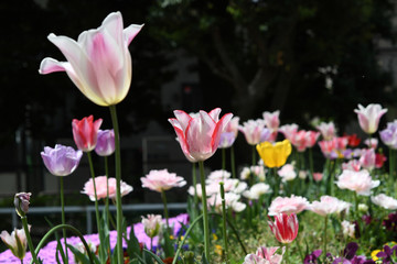チューリップの花