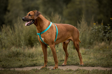 Dog rhodesian ridgeback walk outdoors on a field