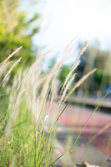 Feather Grass or Needle Grass in field with sunlight and red lane in background, Selective focus