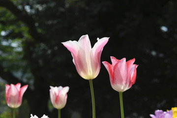 チューリップの花