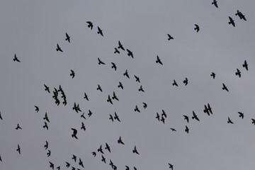 flock of birds