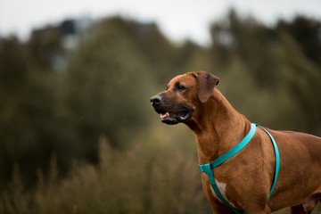 Dog rhodesian ridgeback walk outdoors on a field