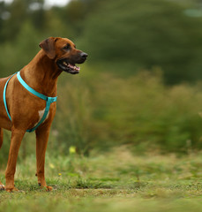 Dog rhodesian ridgeback walk outdoors on a field