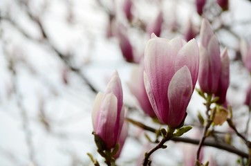 Delicate flowers of pink magnolia - harbingers of spring
