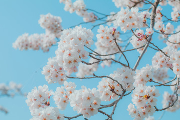 Beautiful cherry blossom sakura in spring time with sky  background in Japan.