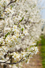 Seasonal spring white plum flowers blossoming. Blossom of plum orchard in Poland