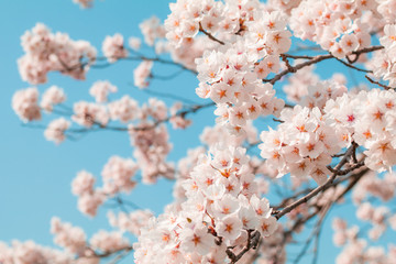 Beautiful cherry blossom sakura in spring time with sky  background in Japan.