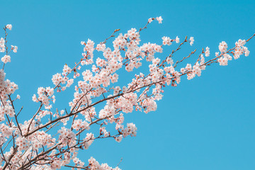 Beautiful cherry blossom sakura in spring time with sky  background in Japan.