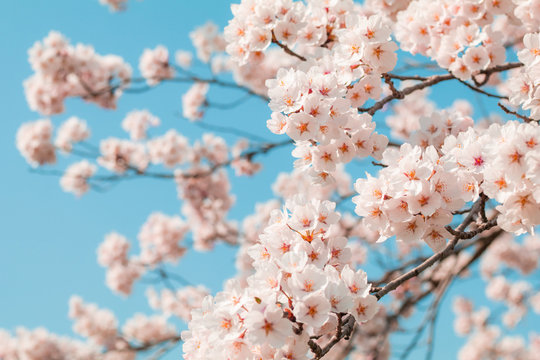 Beautiful cherry blossom sakura in spring time with sky  background in Japan.