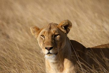 Lioness staring at camera intently