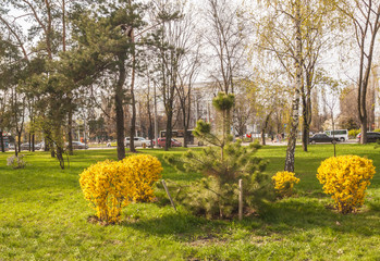 Flowering forsythia bushes in the spring in the city square