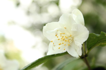 Obraz na płótnie Canvas White flower