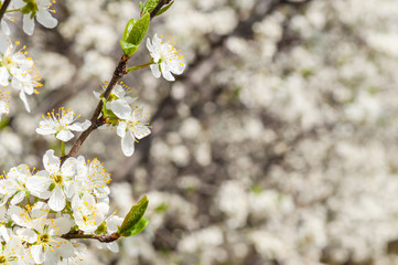 Seasonal spring white plum flowers blossoming. Blossom of plum orchard in Poland