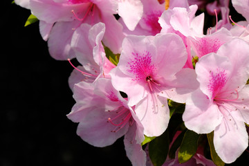 azalea bloem