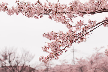 Beautiful cherry blossom or sakura in spring time with blue sky  background in Japan.