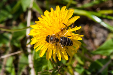 Worker bee on dandelion during spring macro