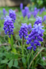 Fototapeta premium ムスカリの花