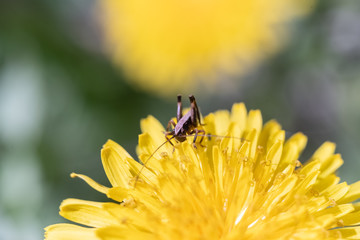 Grasshüpfer auf Löwenzahn
