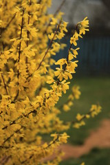 Fototapeta na wymiar Bush with yellow flowers on a blurred background.