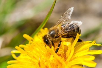 Worker bee on dandelion during spring macro