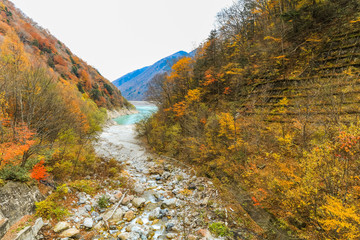 Beautiful autumn leaves of  Takase  Gorge in omachi district, Nagano PrefectureJapan.