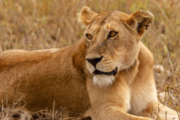 Lioness resting in the bush in Serengeti National Park in Tanzania