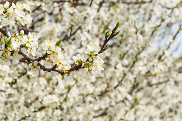 Seasonal spring white plum flowers blossoming. Blossom of plum orchard in Poland