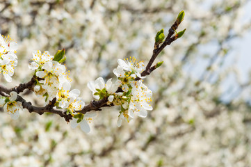 Seasonal spring white plum flowers blossoming. Blossom of plum orchard in Poland