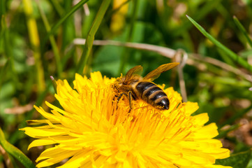 Worker bee on dandelion during spring macro