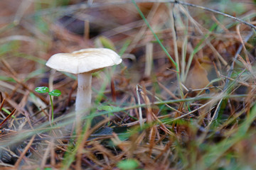 Little mushroom growing in a forest